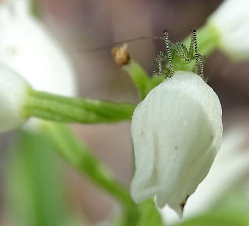 Réf. 182 960 : Leptophyes punctatissima